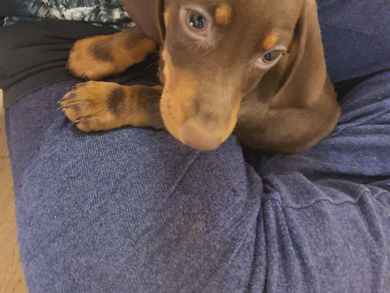 Billede 2 - Mini Gravhunde