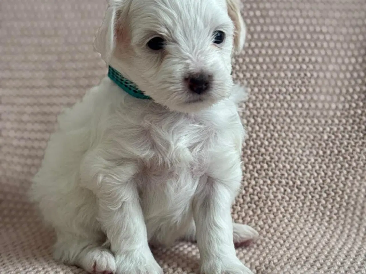 Billede 2 - Maltipoo Pomchi blanding