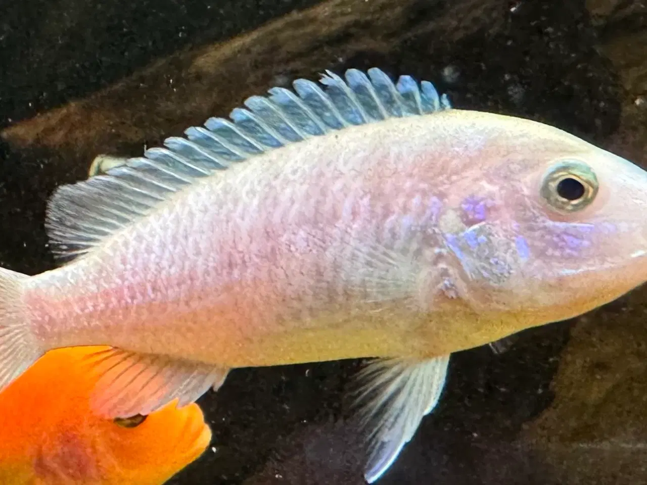 Billede 6 - Labidochromis Chisumulae Malawi chiklider.