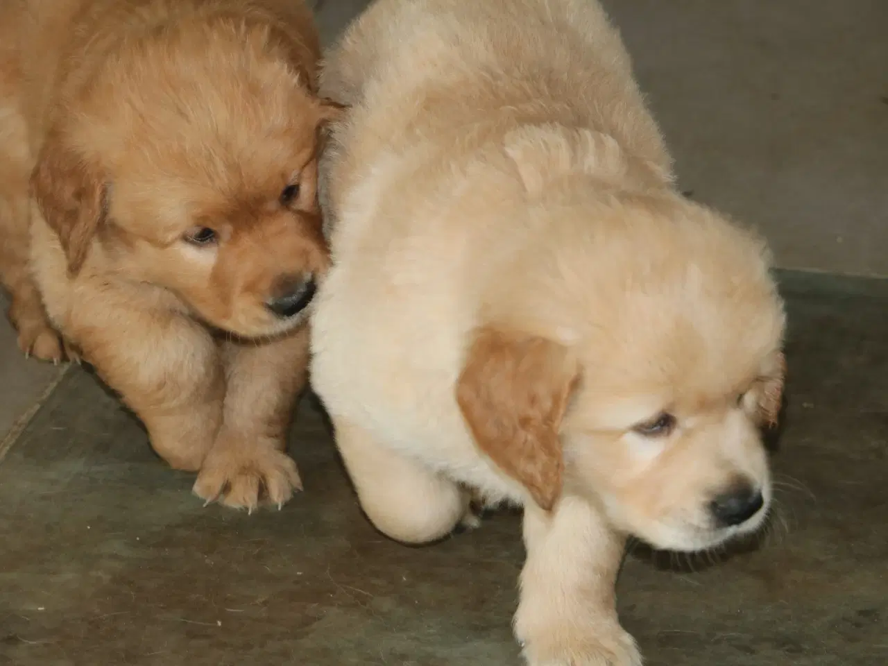 Billede 11 - Verdens smukkeste Golden Retriever hvalpe