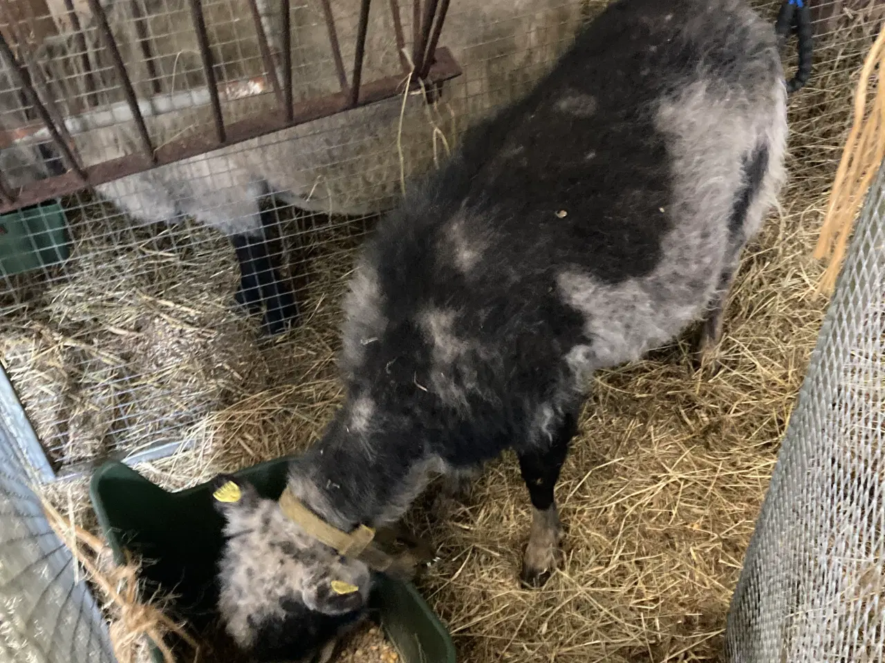 Billede 9 - 4 Gimmer lam spælsau 