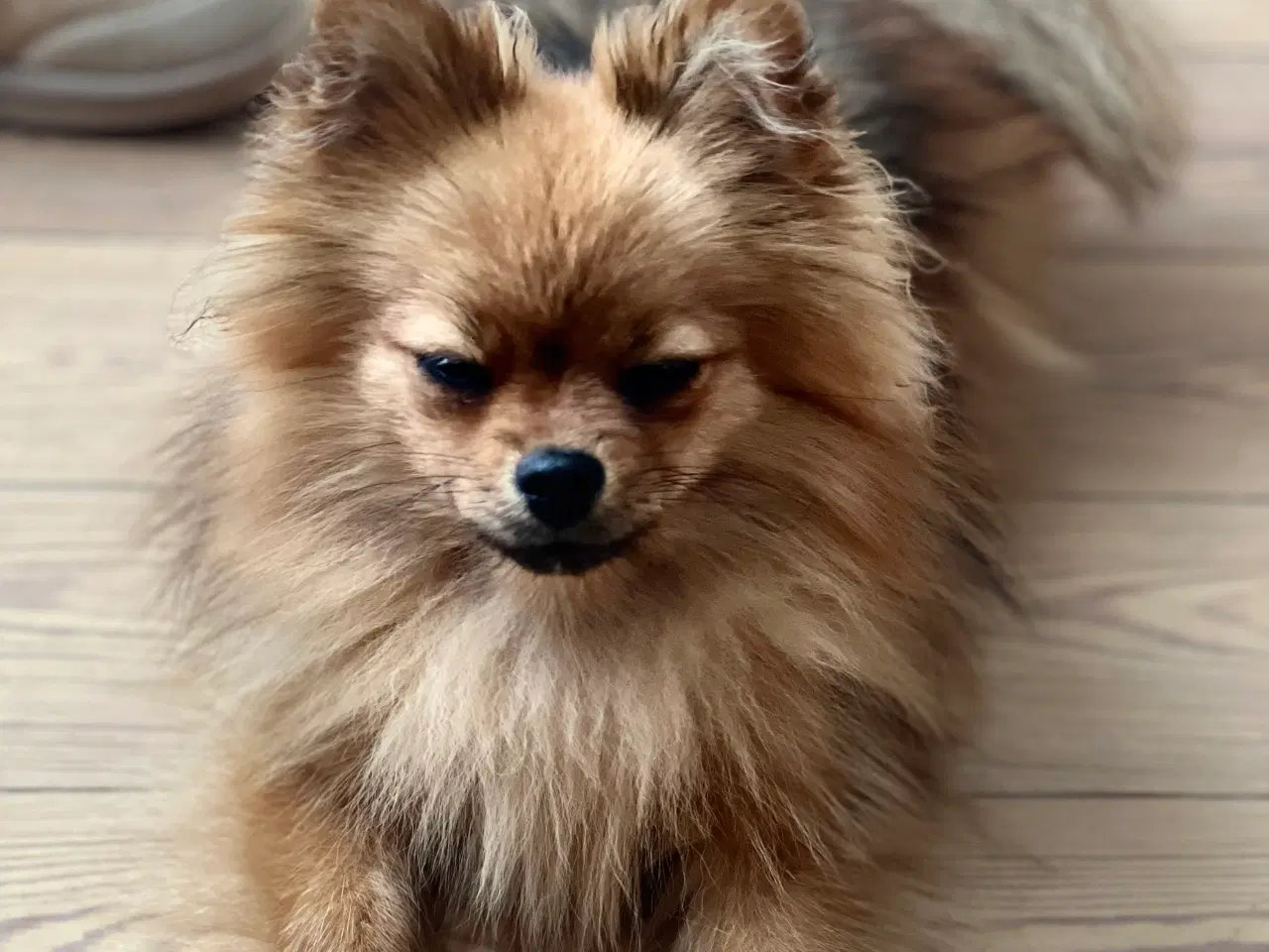 Billede 1 - Hund søger blivende familie med store børn