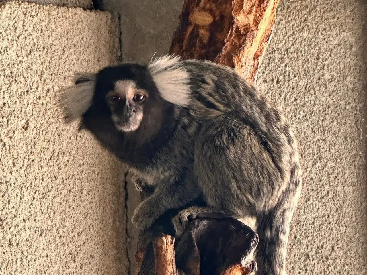 Billede 2 - 1.1 hvidøret silkeaber 