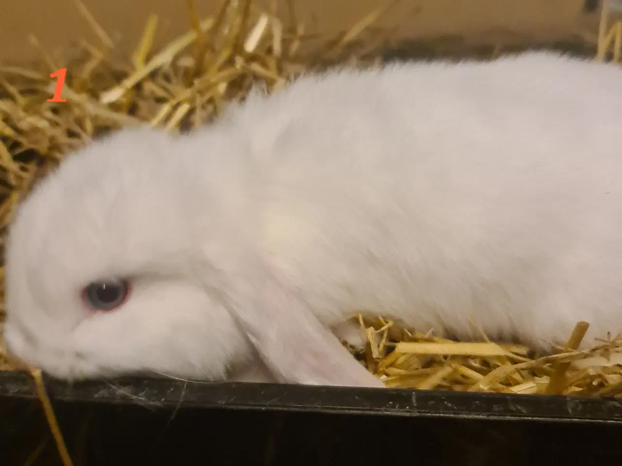 Billede 2 - Kaninunger Mini Lop 