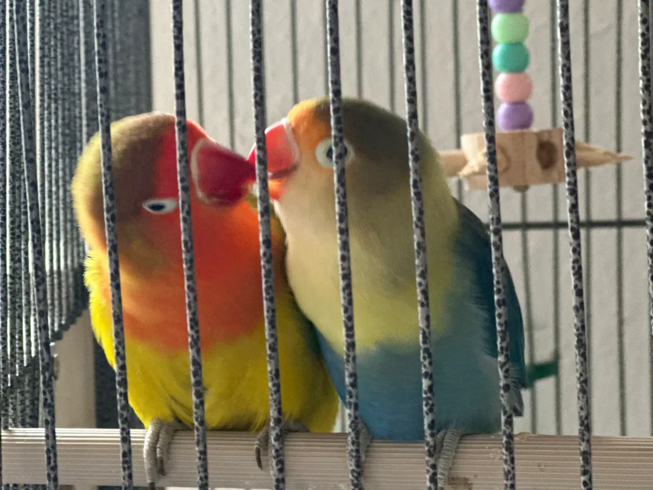 Billede 7 - Smukke og rolige dværgpapegøjer sælges med alt uds