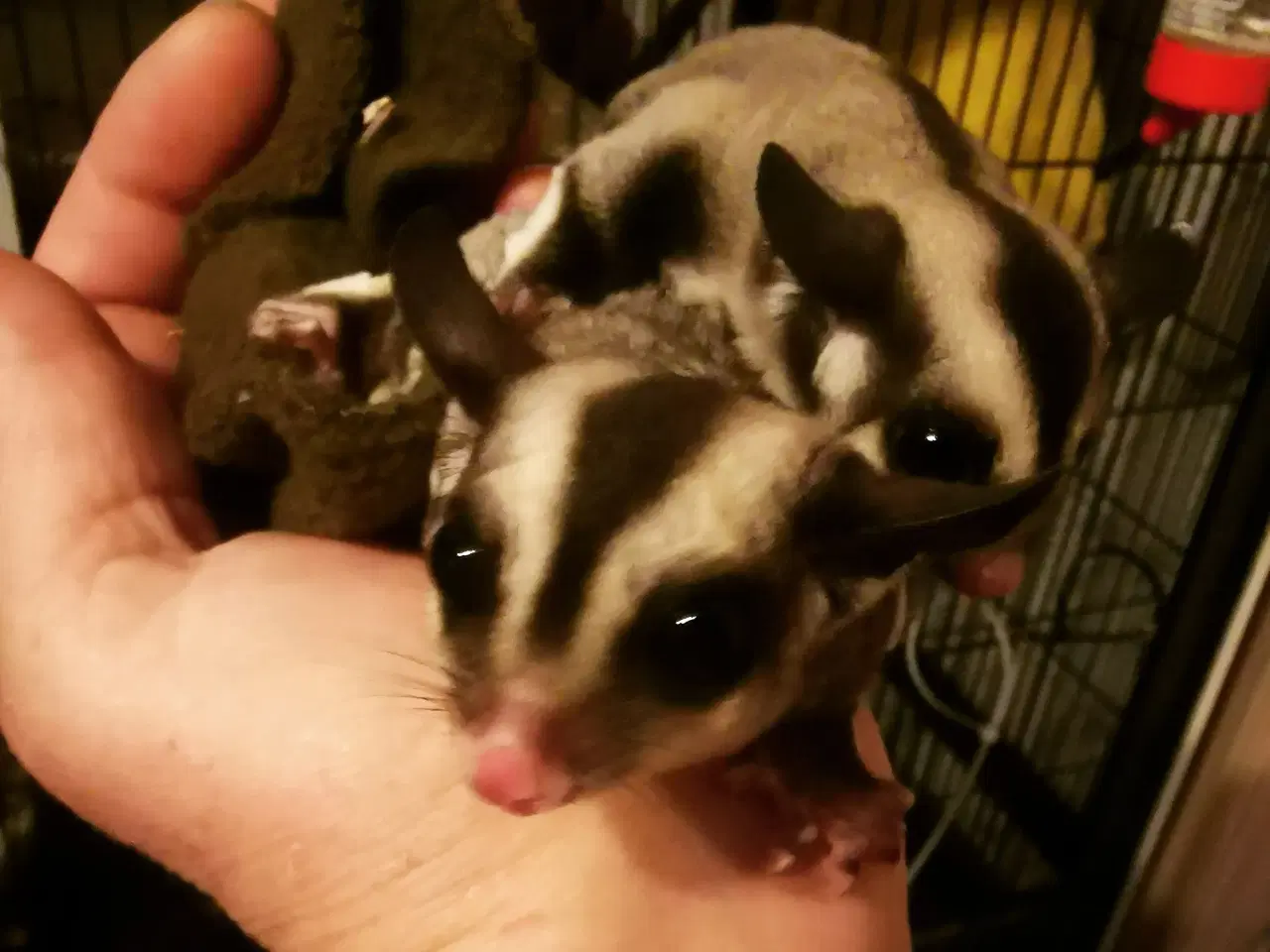 Billede 4 - Sugarglider