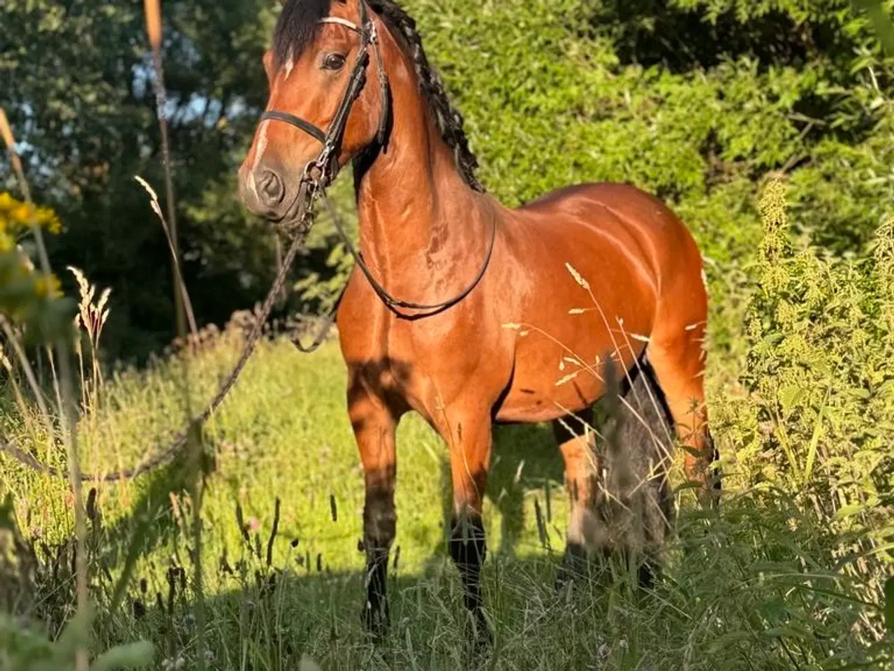 Billede 1 - Welsh Cob - Kvalitetspony med et hjerte af guld