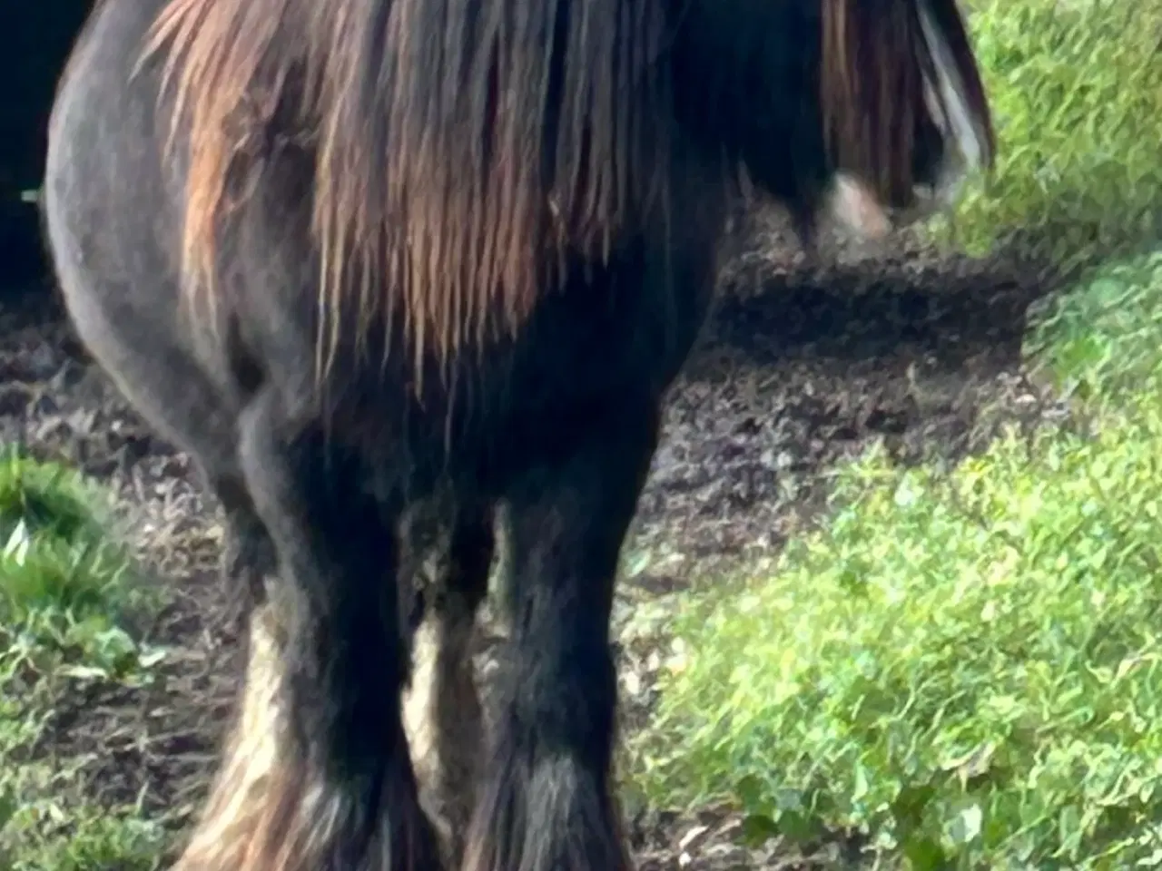 Billede 3 - Super skøn lille irish cob hoppe sælges 