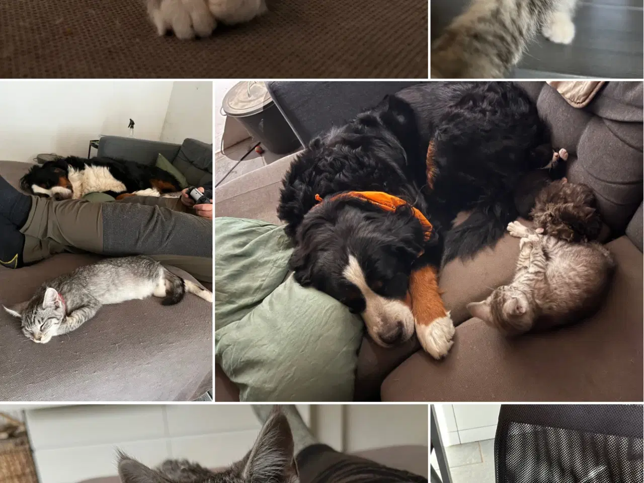 Billede 10 - Maine Coon blandning 