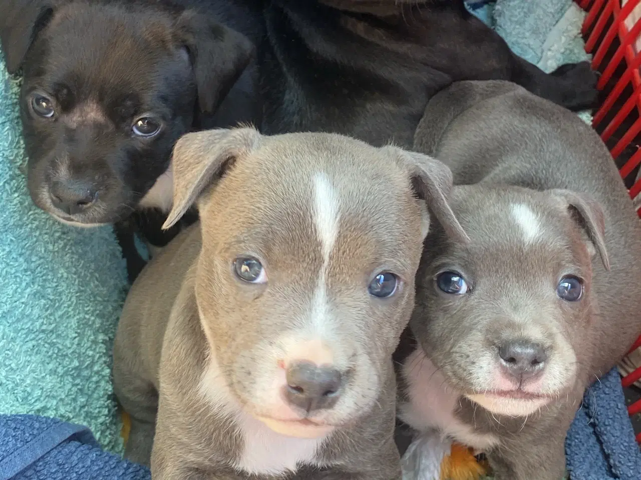 Billede 1 - Staffordshire Bull Terrier Hvalpe 