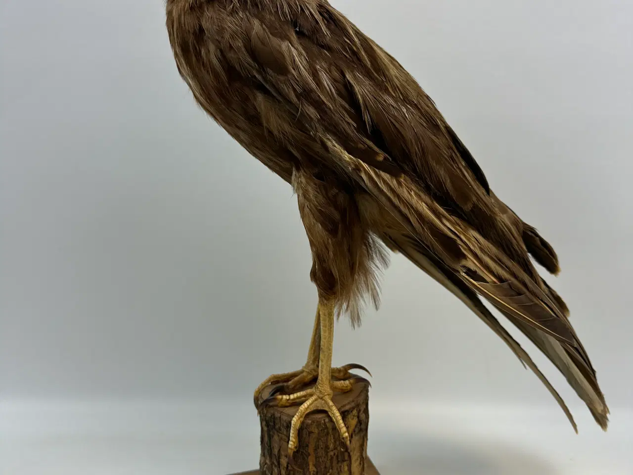 Billede 3 - Udstoppet Rørhøg