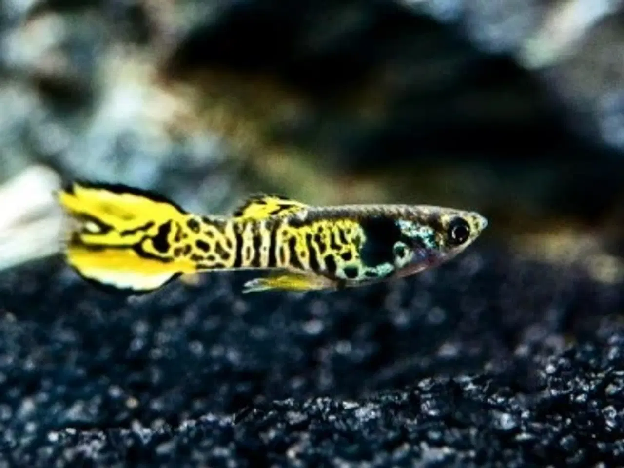 Billede 1 - Yellow tiger guppy