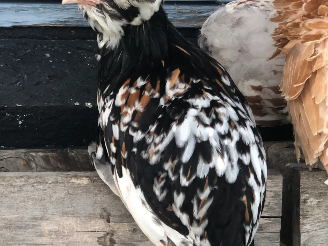 Billede 7 - Daggamle kyllinger og rugeæg 