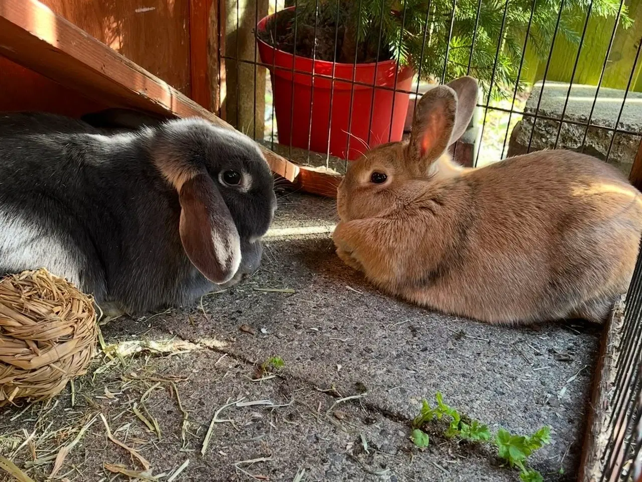 Billede 2 - 2 søde kaniner søger nyt hjem