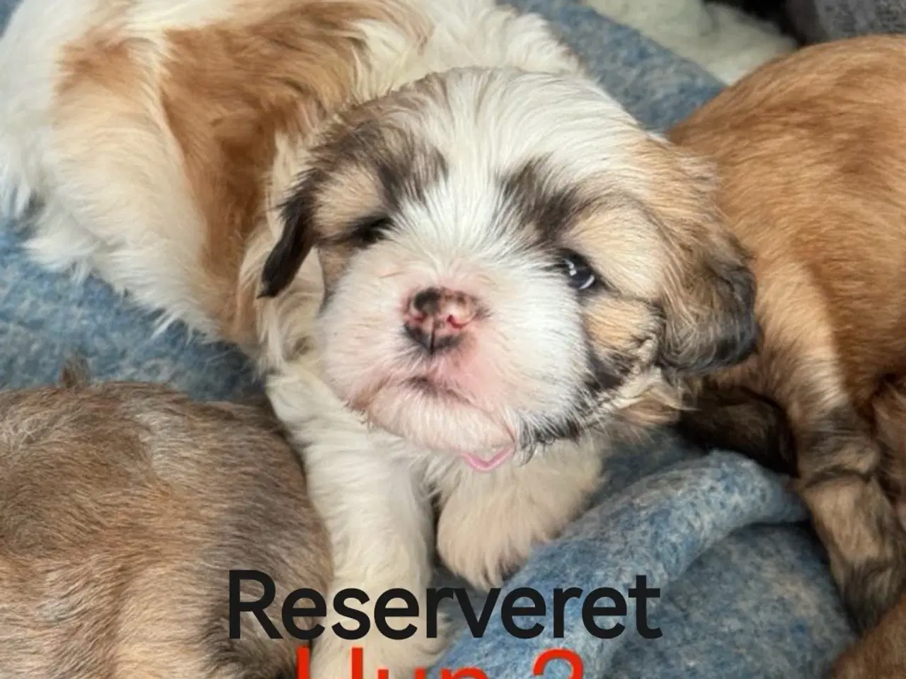 Billede 5 - Lhasa apso/Bichon Havanais hvalpe