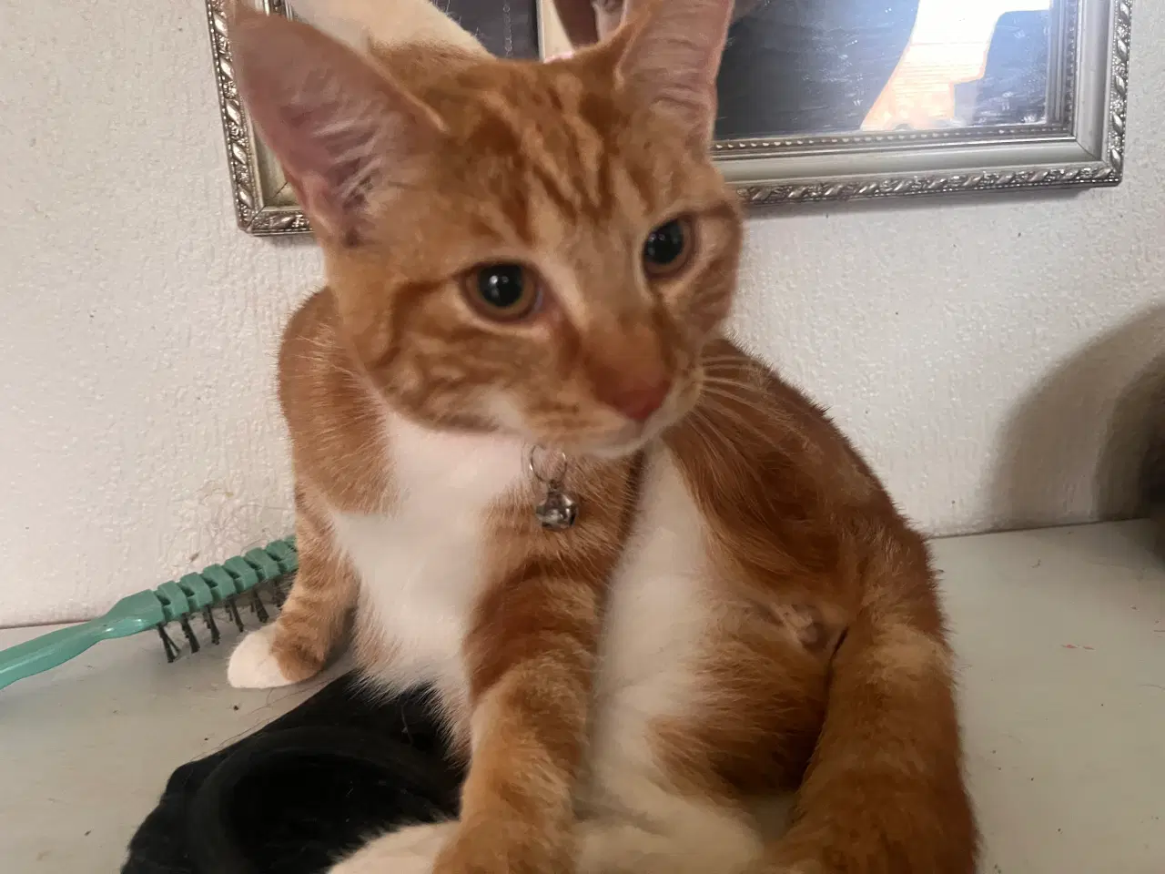 Billede 16 - 2 kuld , Indendørskillinger-afdrag muligt