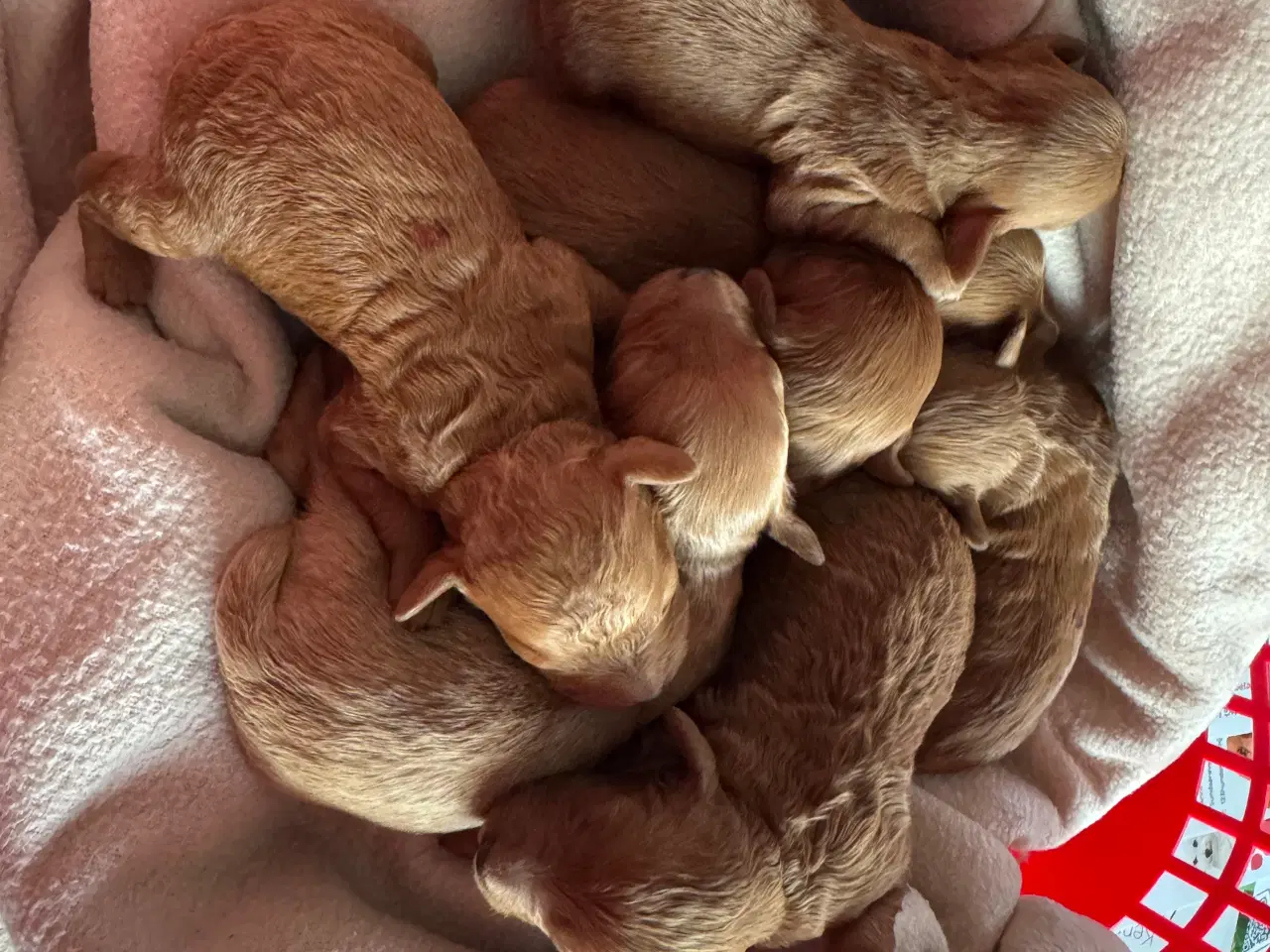 Billede 5 - Maltipoo til efterårs ferien ?