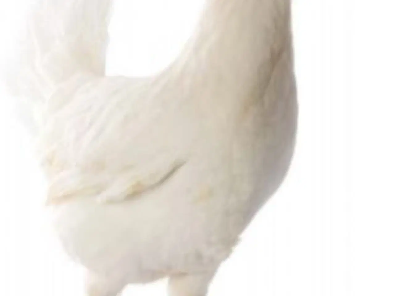 Billede 2 - Rugeæg blandet racer. 🐔❤️af høns