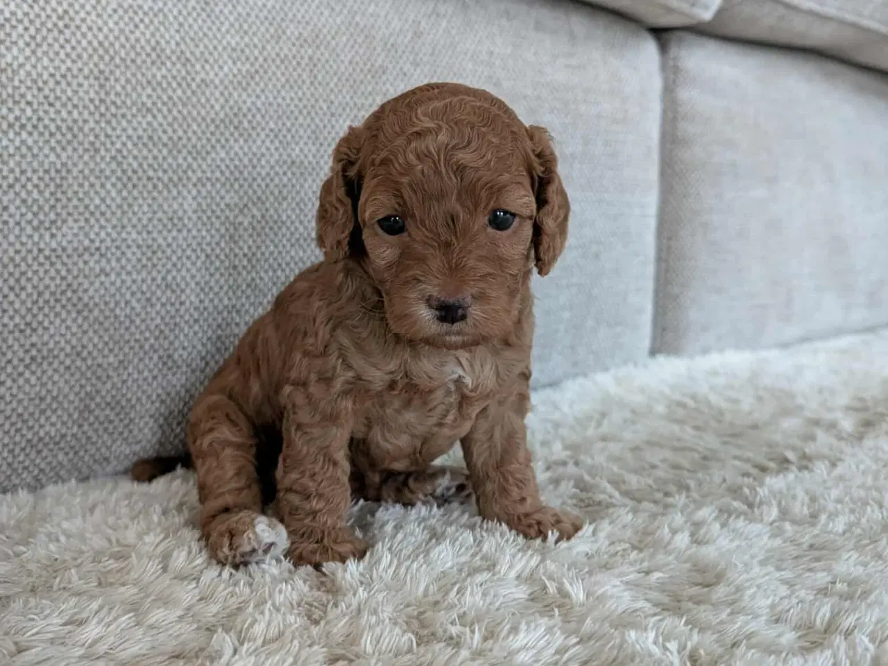 Billede 5 - Cockerpoo hvalpe 