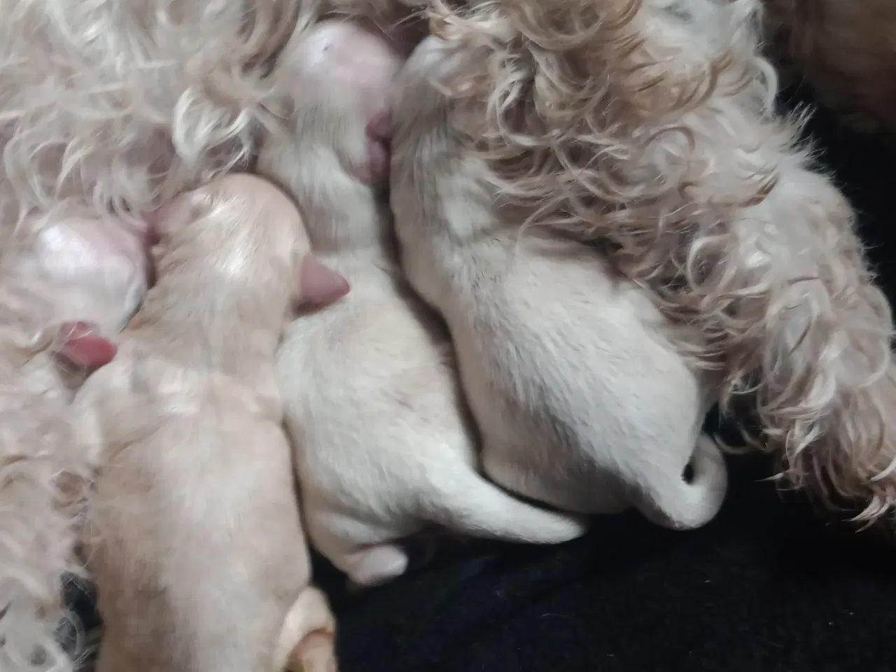 Billede 1 - Maltipoo hvalpe