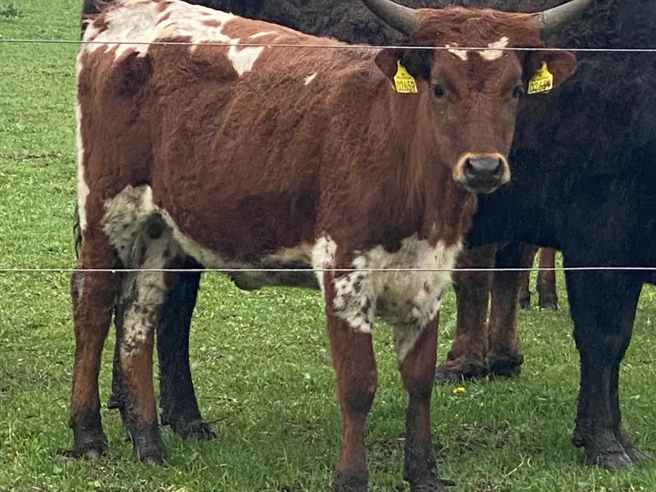 Billede 5 - Texas Longhorn tyr