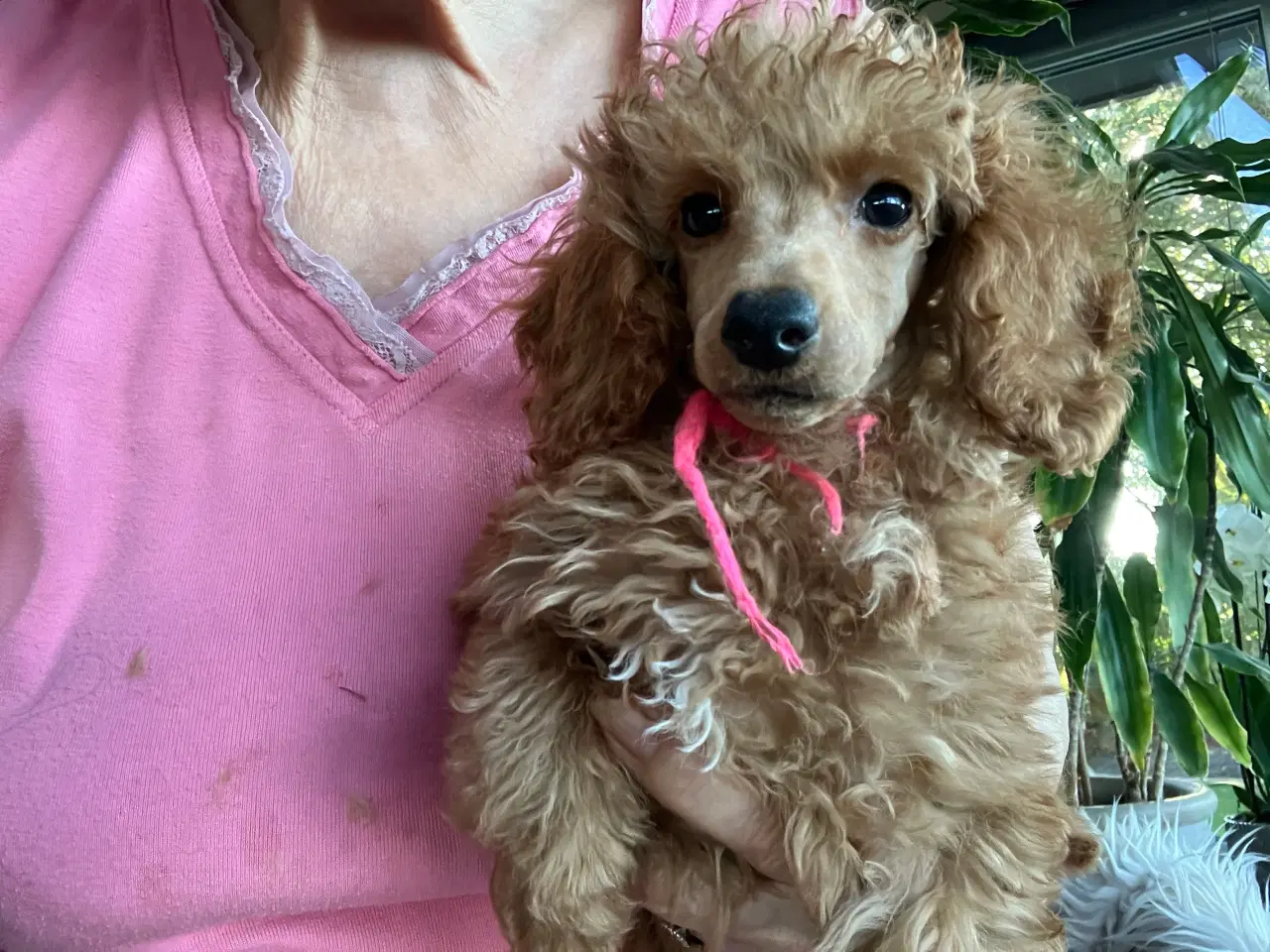 Billede 2 - Tøj puddel 