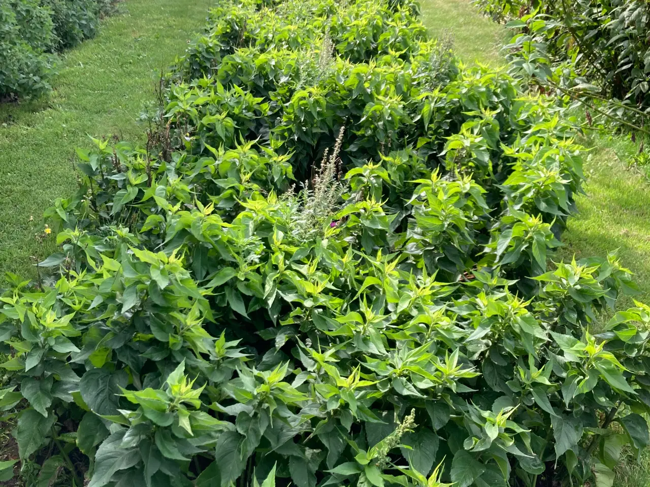 Billede 14 - Jordskokker 6 sorter alle vinterhårdfør