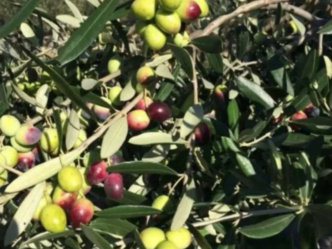 Billede 3 - Olivenolie