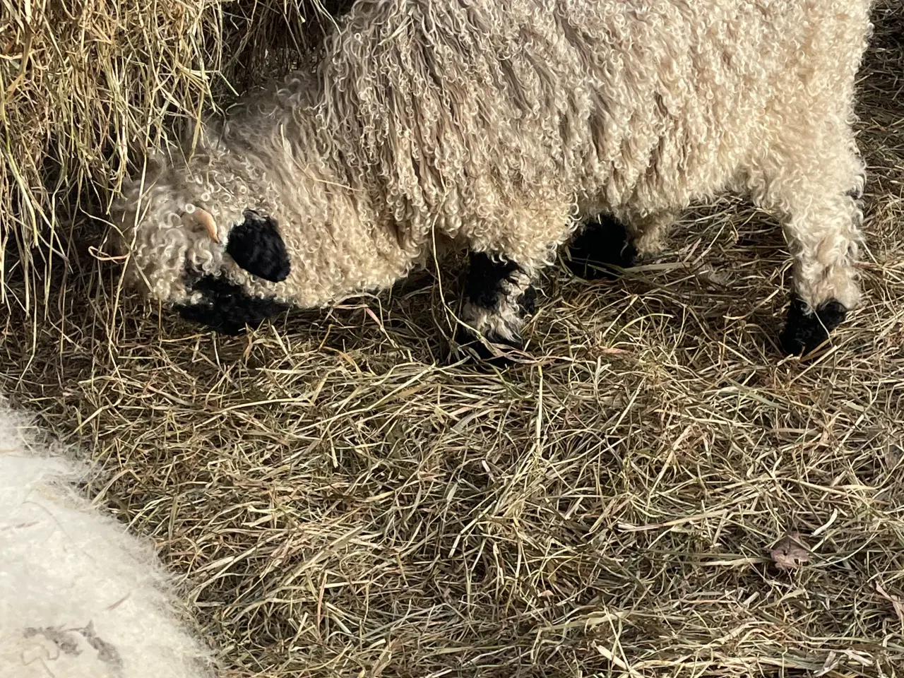 Billede 9 - Flot Valais Blacknose vædderlam 