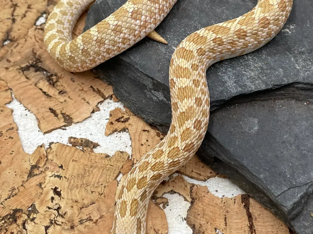 Billede 1 - Arctic Toffee trynesnog