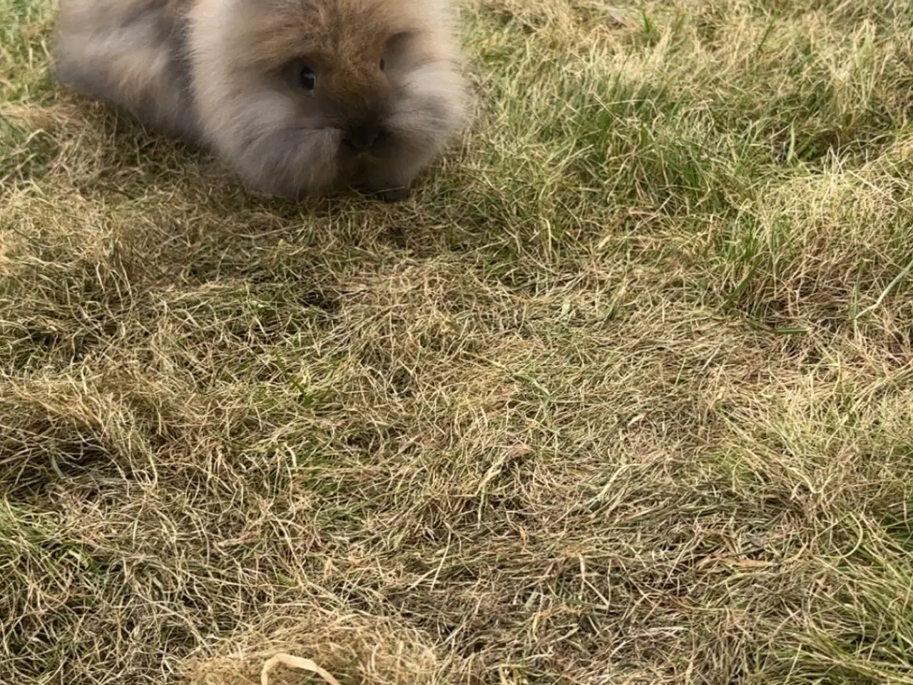Billede 3 - Løvehoved Kanin