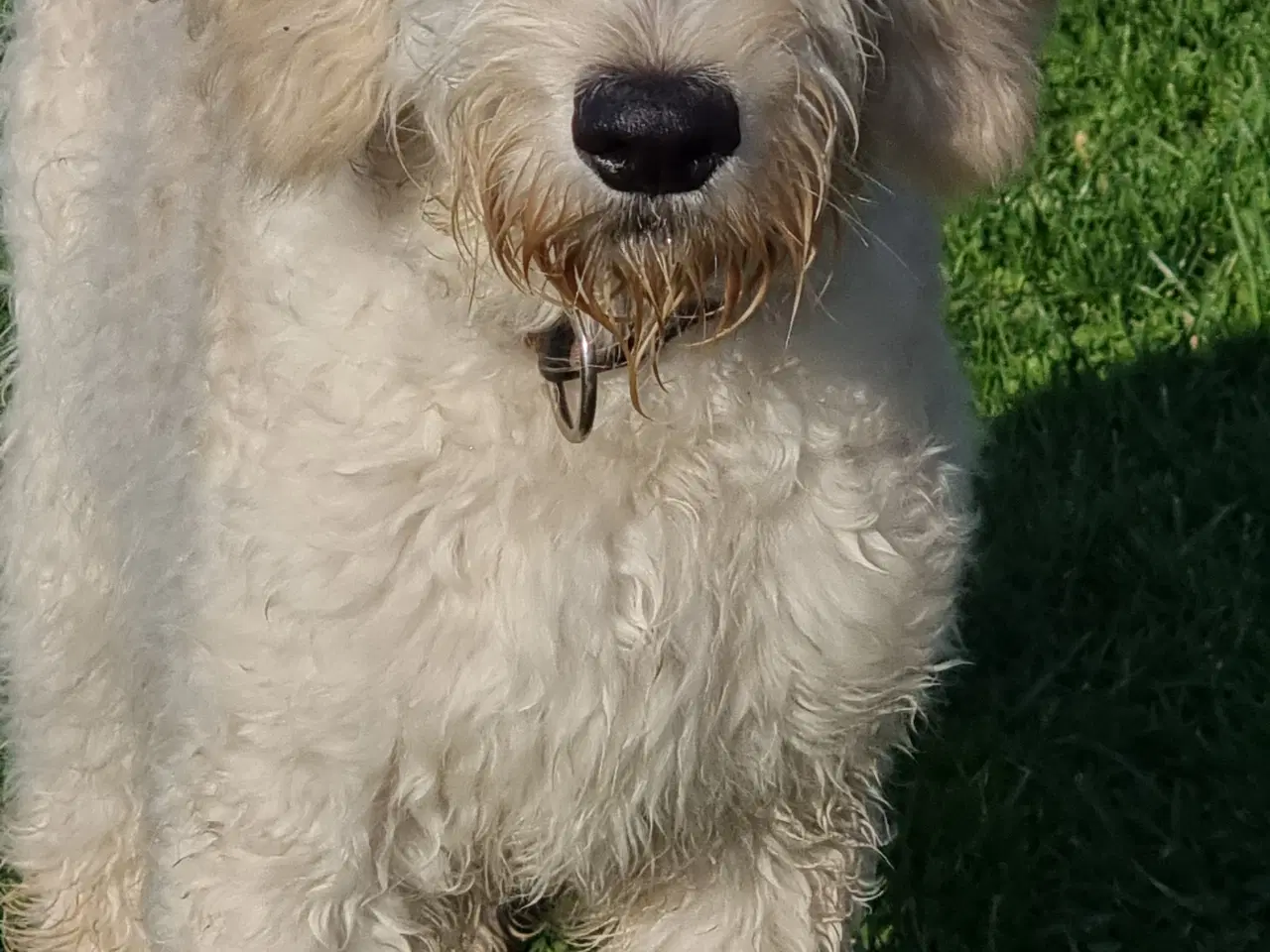 Billede 1 - 2 skønheder Golden doodle hanner 