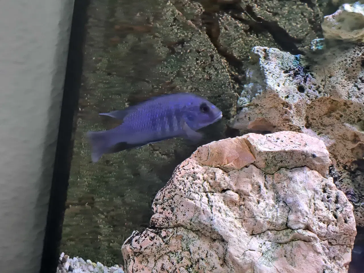 Billede 1 - Flot blålig cichlide søger nyt akvarium