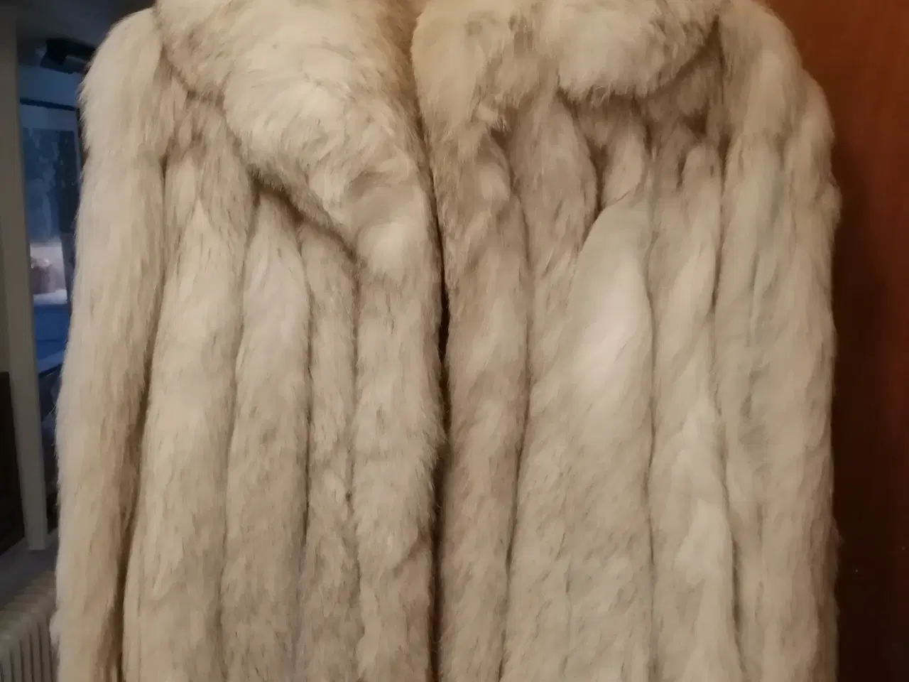 Billede 2 - Ægte blåræv