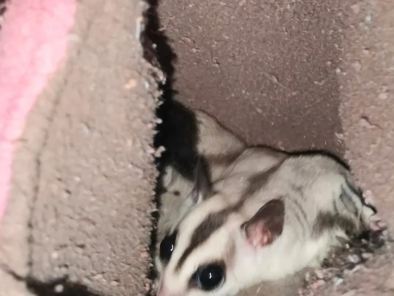 Billede 3 - Sugargliders