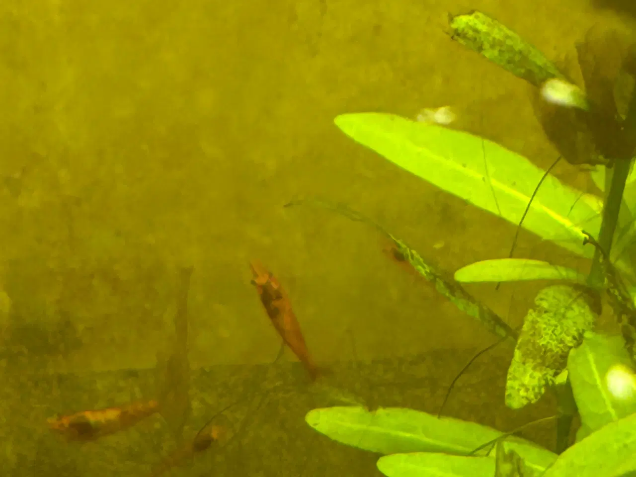 Billede 3 - 🦐🍒 Flotte lys røde kirsebærrejer – Viby J
