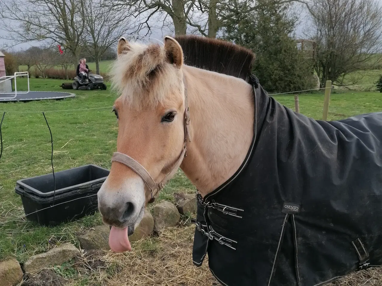 Billede 2 - Fjordhest/Nordbagger