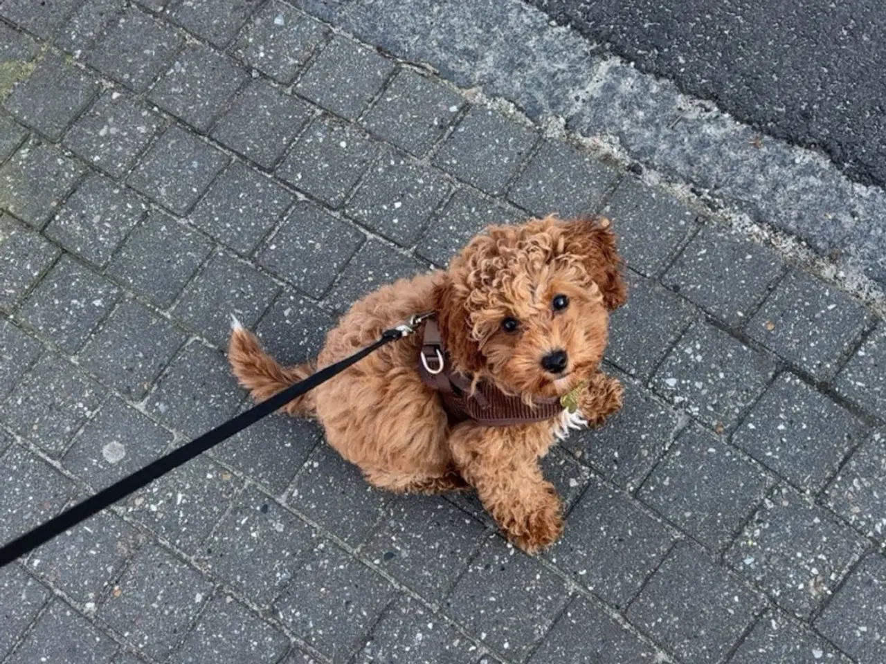 Billede 6 - Hanhund tilbydes til avl