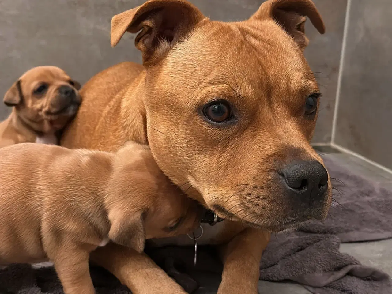Billede 4 - Staffordshire Bull terrier tæve 