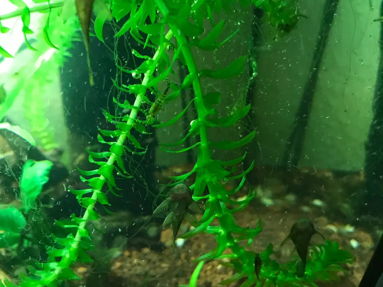 Billede 8 - Akvarie planter 