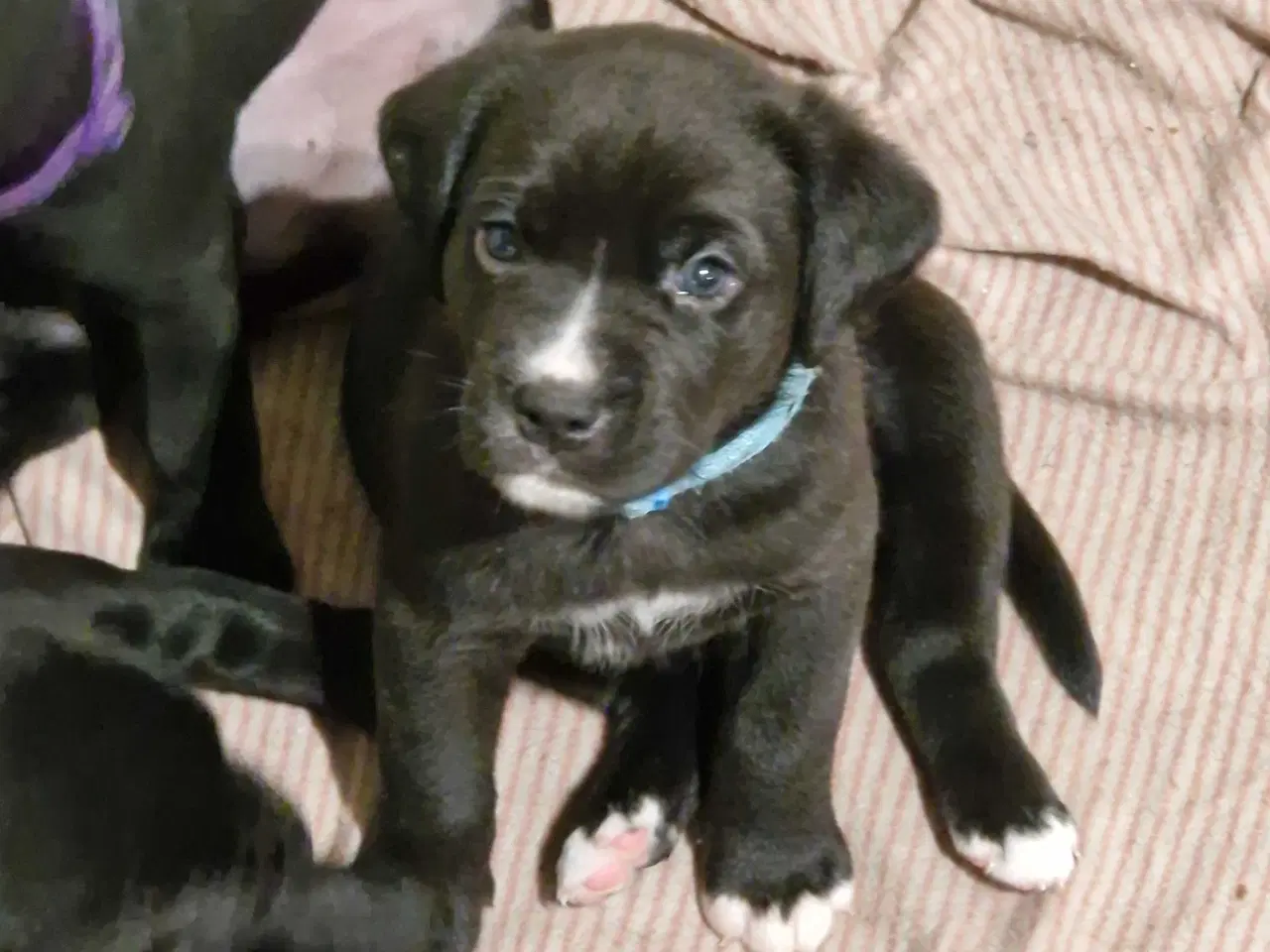 Billede 5 - Dejlige familie blandings basser 