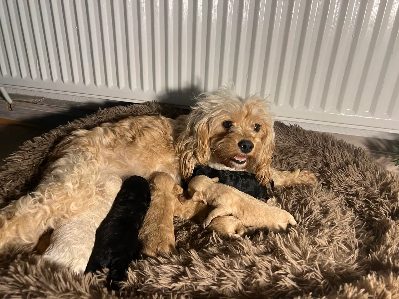 Billede 20 - Cavapoo F2B