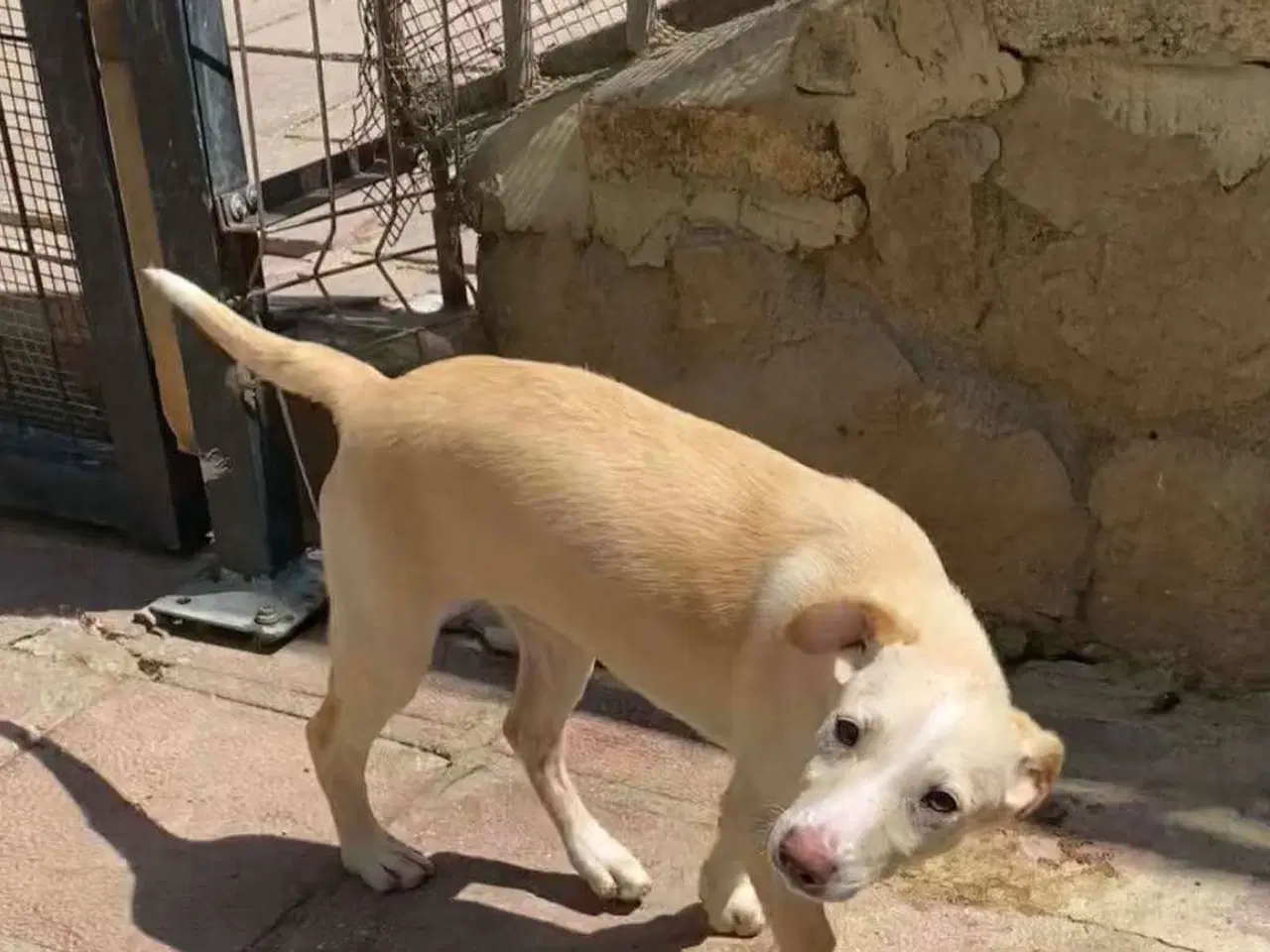 Billede 10 - Vidunderlige Lotus søger sin helt egen familie 🥰