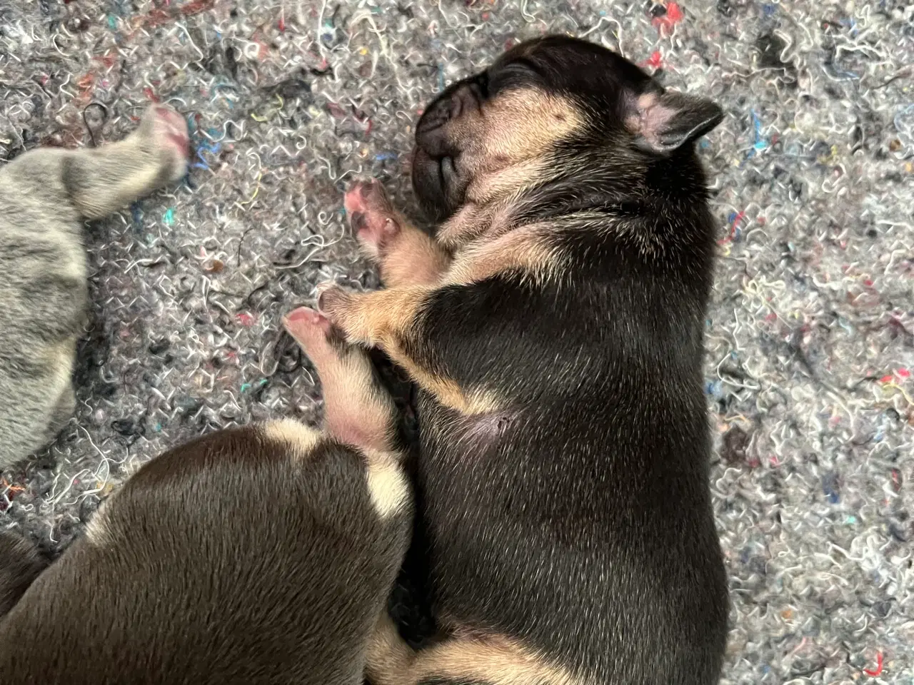 Billede 10 - Fransk bulldoghvalpe  pragteksemplar af forældre.