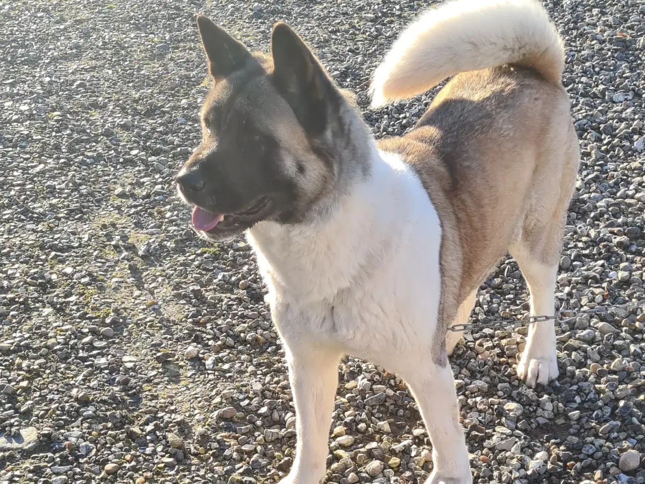 Billede 9 - Hundehvalpe Akita American 