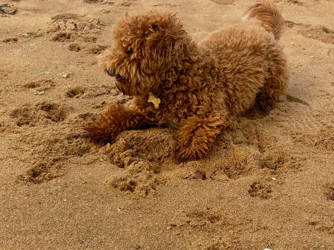 Billede 6 - Hanhund tilbydes til parring