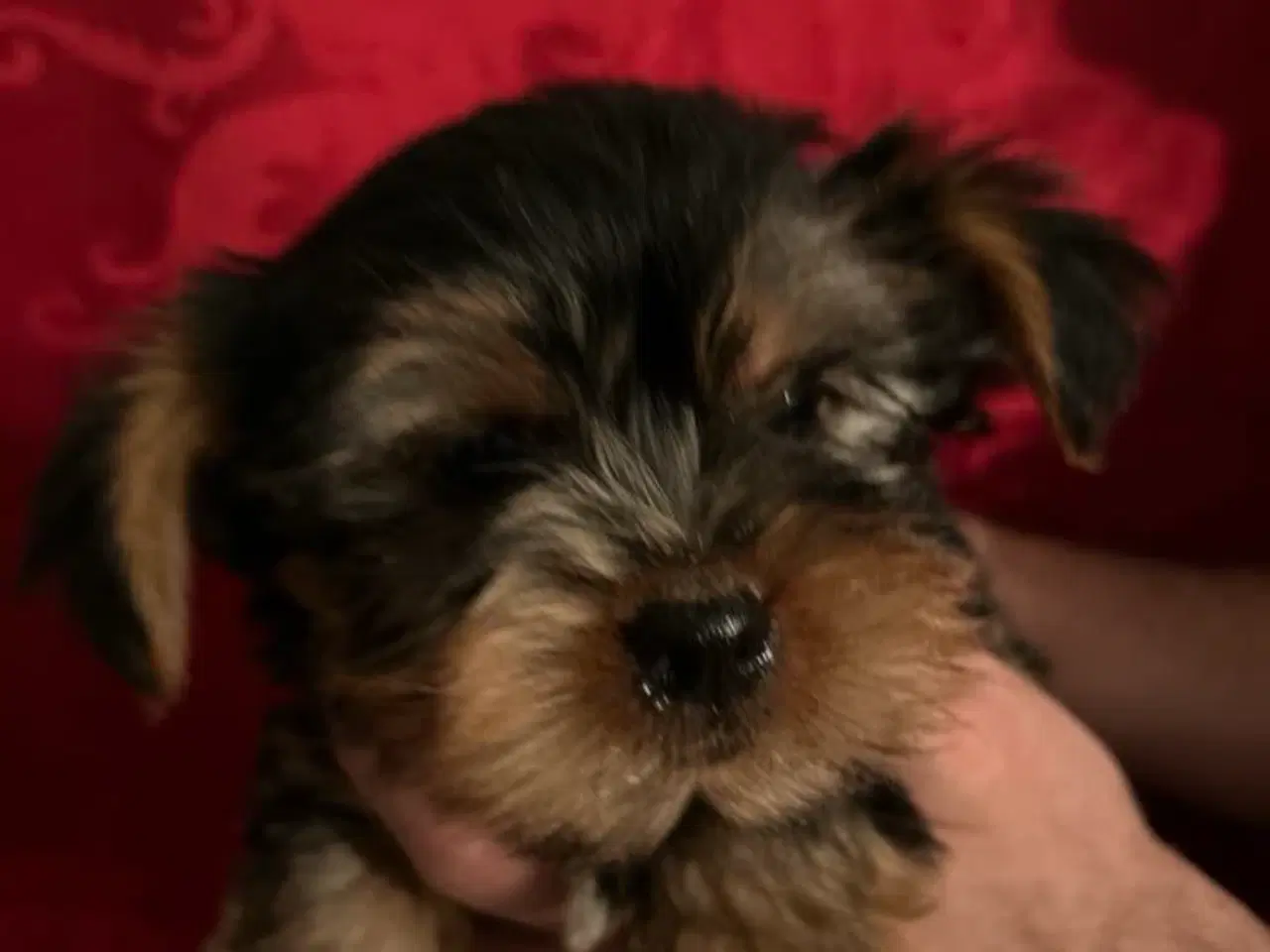 Billede 3 - Yorkshire terrier 