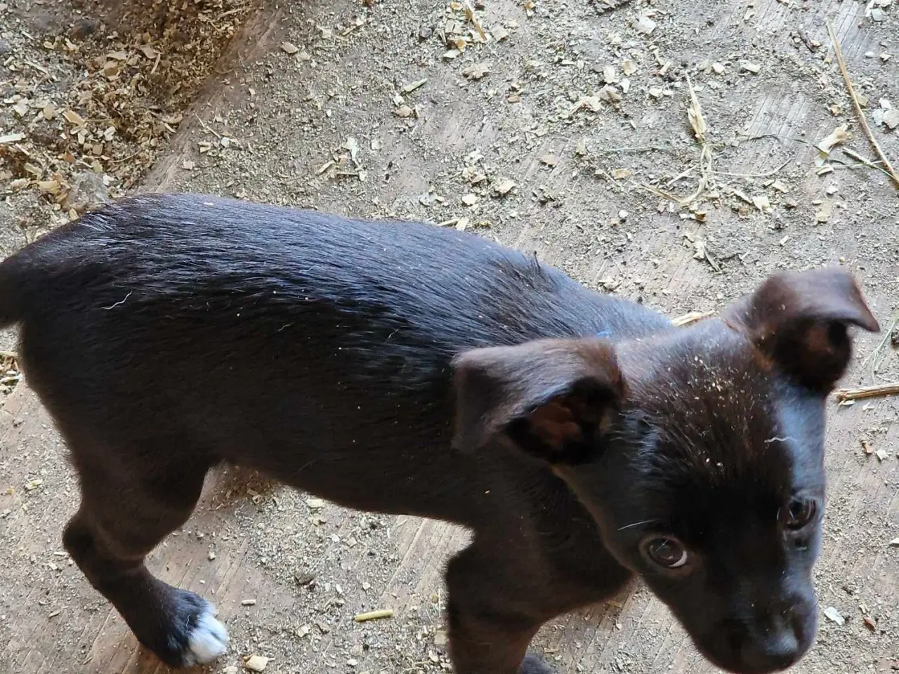 Billede 6 - ds gårdhund chihuahua hvalpe