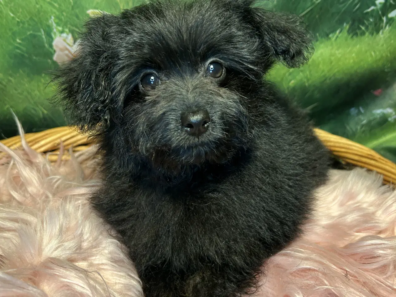 Billede 3 - 🐾 Skønne Pomapoo hvalpe søger deres forever homes