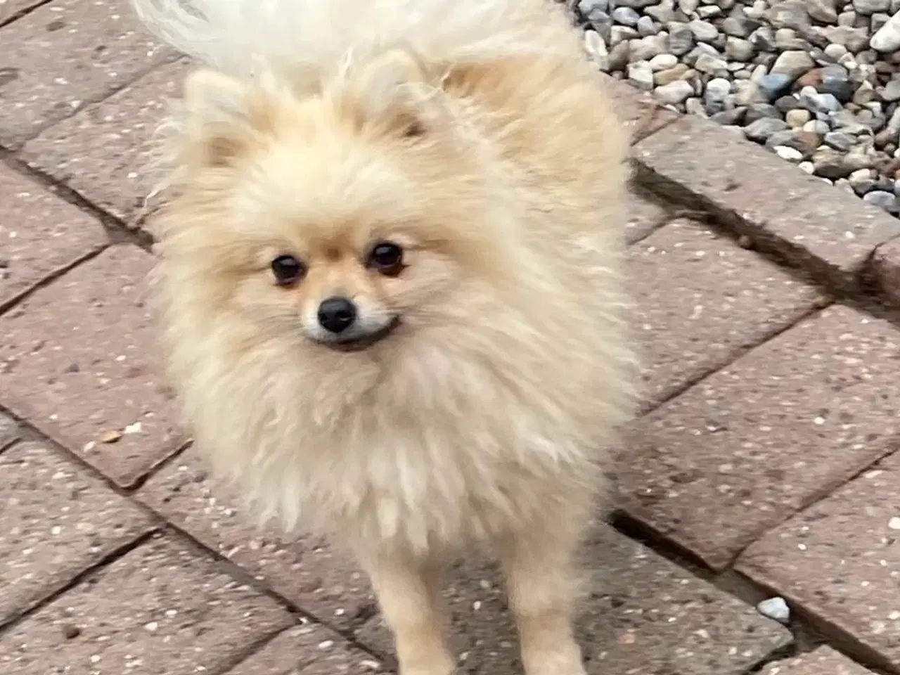 Billede 1 - Pomeranian